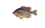 Clipart Image Illustration of a Redear Sunfish (Lepomis microlophus)