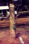 Rubber Tree with a Collecting Cup at the Site of a Sierra Leone Lassa Fever Field Study