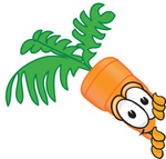 Clip Art Graphic of an Organic Veggie Carrot Mascot Character Looking Around a Corner